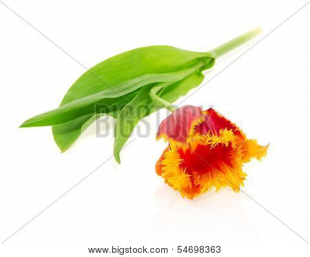 The bright tulip