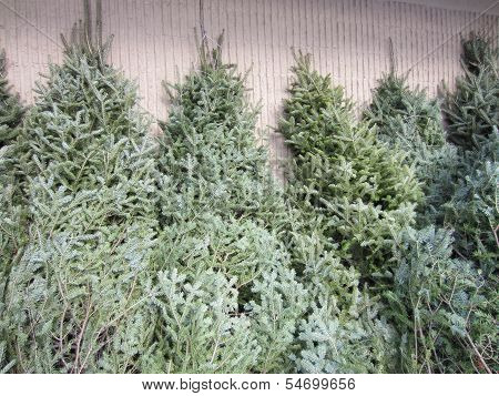 Christmas Trees lined up for Sale