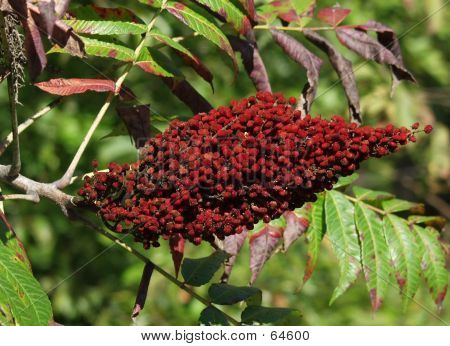 Frutos rojos