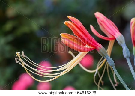 Hippeastrum cybister hybrid in garden