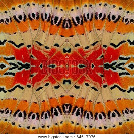 Close Up Of Butterfly Wing Skin Pattern With Great Texture