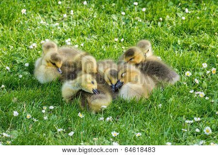 Clutch Of Goslings Falling Asleep