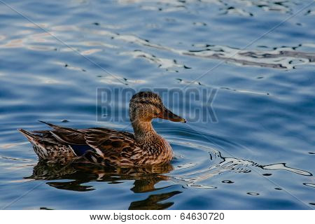 Duck