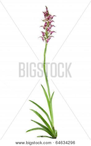 Wild Bug Orchid Plant - Orchis Coriophora