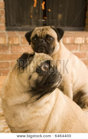 Pug na frente da lareira