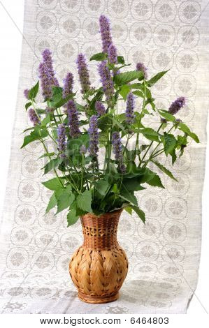 Korejský máta (agastache Rugosa).
