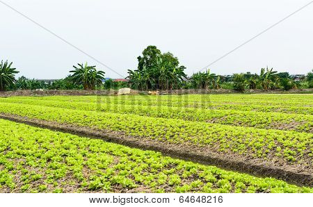 Lettuce Farm