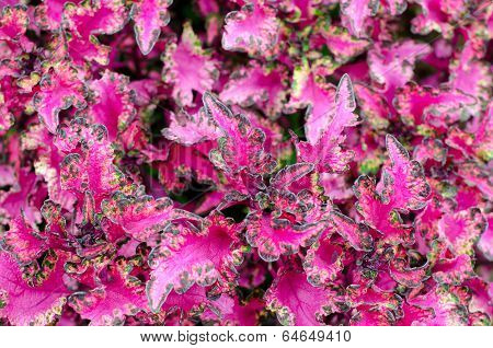 Coleus leaf background