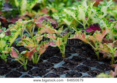 Coleus seedling
