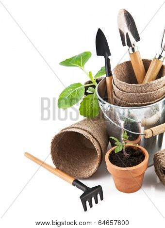 Garden tools with seedlings vegetable. Isolated on white background