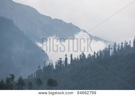 Trees In The Fog