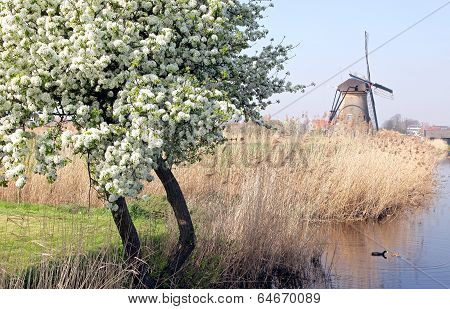 Windmills At Kinderdijk, Netherlands