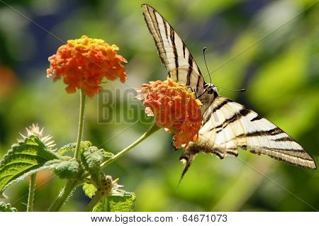 Butterfly on a Flower