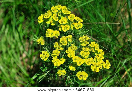 Euphorbia cyparissias, the cypress spurge.