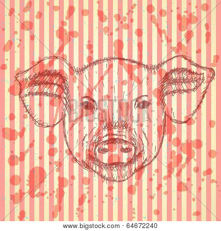 Sketch Head Of Pig, Vector  Background
