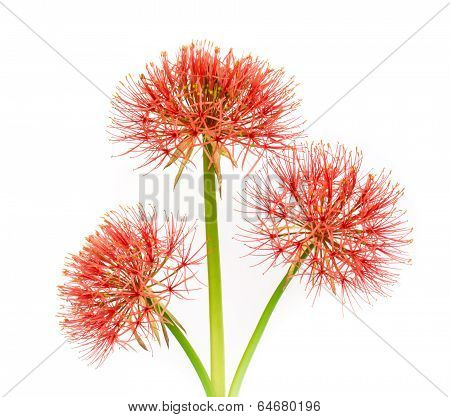 Powder Puff Lily Or Blood Flower .