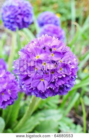 Violet Primrose Primula Denticulata