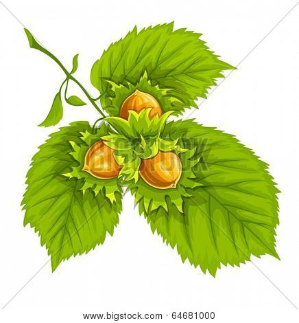 Nuts of hazelnut on green leaves. Eps10 vector illustration. Isolated on white background