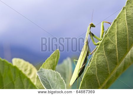 Praying mantis