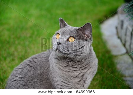 Cats life - british blue