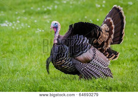 Tom Turkey
