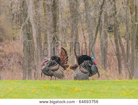 Wild Turkey