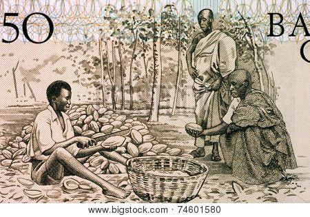 GHANA - CIRCA 1980: Men Splitting Cacao Pots on 50 Cedis 1980 Banknote from Ghana.