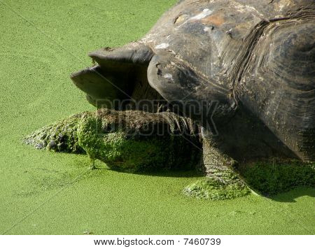 tortue géante des îles Galápagos