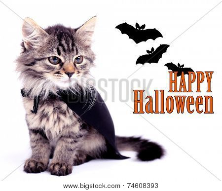 Cat in black cloak, isolated on white