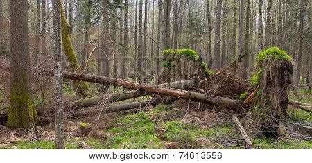 Springtime Alder Bog Forest