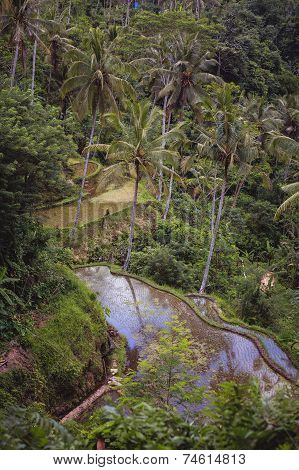 Rice terraces