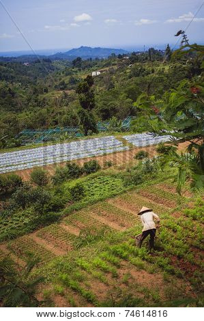 Balinese farmer