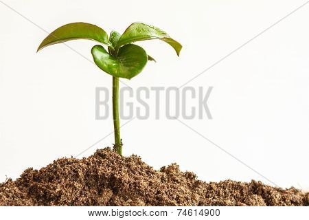 Seedling Plant With Black Earth