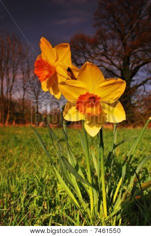 narcisos