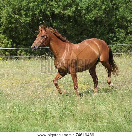Amazing Budyonny Horse Running On Meadow