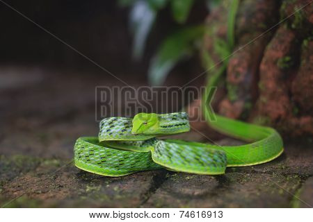 Green snake