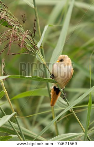 Bearded Tit, Female Wild Bird