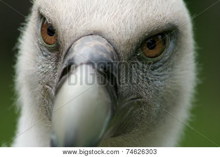 Griffon vulture