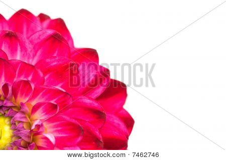 Makro visning af Pink blomst Dahlia isoleret