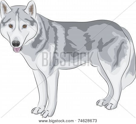 Vector Czechoslovakian Wolfdog