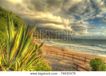 Agave By The Sea