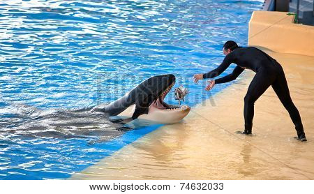 PUERTO DE LA CRUZ, TENERIFE - JULY 12: New Orca Ocean exhibit has helped the Loro Parque become Tenerife's second most popular attraction on July 12, 2014 in Puerto De La Cruz, Tenerife