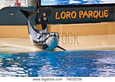 PUERTO DE LA CRUZ, TENERIFE - JULY 12: New Orca Ocean exhibit has helped the Loro Parque become Tenerife's second most popular attraction on July 12, 2014 in Puerto De La Cruz, Tenerife