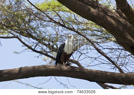 Fish Eagle At Lake Baringo, Kenya