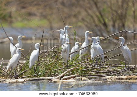 Cattle Egrets At Lake Baringo, Kenya