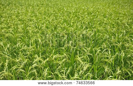 green rice filed and ear of rice