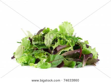Green and red leaf of lettuce.