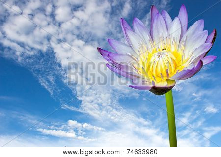 one lotus flower on blue sky background