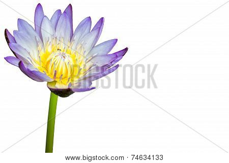 one lotus flower