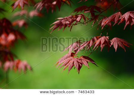 Feuilles d'érable japonais